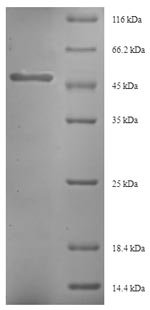 Triticum aestivum Glutenin, low molecular weight subunit 1D1 Recombinant Protein, Triticum aestivum (Wheat), E.coli, N-terminal 6xHis-SUMO-tagged, 48.5 kDa, purity >≥ 90% as determined by SDS-PAGE.