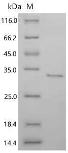 Yersinia pestis DNA-binding protein Recombinant Protein, Yersinia pestis, E.coli, C-terminal 6xHis-tagged, 27.1 kDa, purity >≥ 95% as determined by SDS-PAGE.