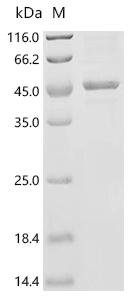 Human Ferroptosis suppressor protein 1 (AIFM2), partial Recombinant Protein, Homo sapiens (Human), E.coli, C-terminal 6xHis-tagged, 45.0 kDa, purity >≥ 85% as determined by SDS-PAGE.
