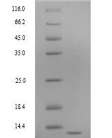 Dictyostelium discoideum Ponticulin (ponA) Recombinant Protein, N-His, aa 23–118, Yeast - BioCrest Sci