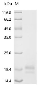 Human T-cell surface glycoprotein CD3 epsilon chain (CD3E), partial Recombinant Protein, Mammalian cell, C-terminal 10xHis-tagged, 13.1 kDa, purity >≥ 95% as determined by SDS-PAGE.