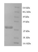 Human C-C motif chemokine 16 (CCL16) Recombinant Protein, N-His-SUMO - BioCrest Sci