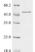 Human Histone H3.3 (H3F3A), partial Recombinant Protein, C-GST - BioCrest Sci