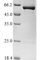 Priestia megaterium Bifunctional cytochrome P450/NADPH--P450 reductase (cyp102A1), partial Recombinant Protein, N-10His/C-Myc - BioCrest Sci