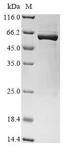 Priestia megaterium Bifunctional cytochrome P450/NADPH--P450 reductase (cyp102A1), partial Recombinant Protein, N-10His/C-Myc, Priestia megaterium (strain ATCC 14581 / DSM 32 / CCUG 1817 / JCM 2506 / NBRC 15308 / NCIMB 9376 / NCTC 10342 / NRRL B-14308 / VKM B-512 / Ford 19) (Bacillus megaterium), E.coli, N-terminal 10xHis-tagged and C-terminal Myc-tagged, 61.2 kDa, purity >≥ 85% as determined by SDS-PAGE.