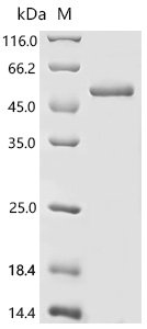 Human Eukaryotic translation initiation factor 4E (EIF4E) (S209D,I63A,I79A) Recombinant Protein, N-GST, Homo sapiens (Human), E.coli, N-terminal GST-tagged, 52.4 kDa, purity >≥ 85% as determined by SDS-PAGE.