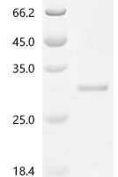 Mouse Transcription factor MafF (Maff) Recombinant Protein, C-His, aa 1–156, E.coli - BioCrest Sci