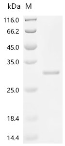 Mouse Transcription factor MafF (Maff) Recombinant Protein, C-His, aa 1–156, E.coli, Mus musculus (Mouse), E.coli, C-terminal 6xHis-tagged, 23.9 kDa, purity >≥ 85% as determined by SDS-PAGE.