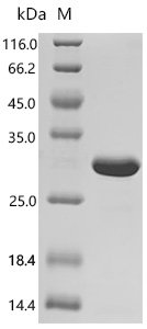 Klebsiella aerogenes Outer membrane protein A (ompA), partial Recombinant Protein, Klebsiella aerogenes (Enterobacter aerogenes), E.coli, C-terminal 6xHis-tagged, 23.7 kDa, purity >≥ 95% as determined by SDS-PAGE.