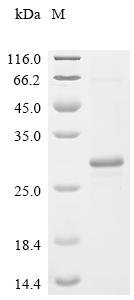 Bovine Beta-defensin 6 (DEFB6) Recombinant Protein, N-His-SUMO, Bos taurus (Bovine), E.coli, N-terminal 6xHis-SUMO-tagged, 23 kDa, purity >≥ 85% as determined by SDS-PAGE.