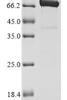 Salmonella typhimurium Phase 2 flagellin (fljB), partial,Biotinylated Recombinant Protein - BioCrest Sci