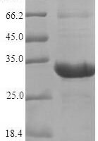 Arabidopsis thaliana Peptide methionine sulfoxide reductase B7 (MSRB7) Recombinant Protein - BioCrest Sci