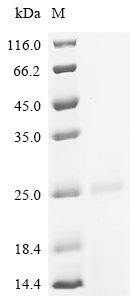 Pig Fibroblast growth factor (FGF2), partial Recombinant Protein, Sus scrofa (Pig), E.coli, N-terminal 6xHis-tagged, 20.8 kDa, purity >≥ 85% as determined by SDS-PAGE.
