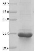 Hypocrea jecorina Hydrophobin-2 (hfb2) Recombinant Protein, N-His-SUMO - BioCrest Sci