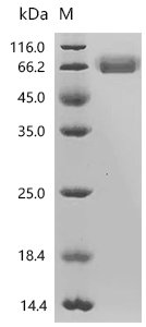 Human V-type immunoglobulin domain-containing suppressor of T-cell activation (VSIR), partial Recombinant Protein, Homo sapiens (Human), Mammalian cell, C-terminal mFc2a-tagged, 47.5 kDa, purity >≥ 95% as determined by SDS-PAGE.