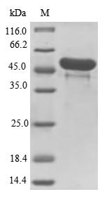 Clostridium botulinum C phage Main hemagglutinin component type C (HA-33) Recombinant Protein, Clostridium botulinum, E.coli, N-terminal 10xHis-SUMO-tagged and C-terminal Myc-tagged, 53.6 kDa, purity >≥ 85% as determined by SDS-PAGE.