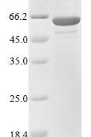 Saccharomyces cerevisiae Aminopeptidase Y (APE3) Recombinant Protein - BioCrest Sci