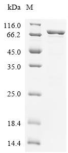 Escherichia coli Methionine--tRNA ligase (metG) Recombinant Protein, Escherichia coli (strain K12), E.coli, C-terminal 6xHis-tagged, 83.0 kDa, purity >≥ 85% as determined by SDS-PAGE.
