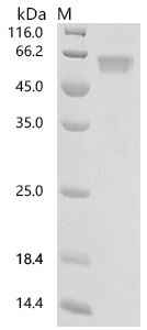 Human Tumor necrosis factor receptor superfamily member 6 (FAS), partial Recombinant Protein, Homo sapiens (Human), Mammalian cell, C-terminal hFc1-tagged, 44.1 kDa, purity >≥ 95% as determined by SDS-PAGE.≥ 95% as determined by SEC-HPLC.
