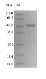 Helicobacter pylori Vacuolating cytotoxin autotransporter (vacA), partial Recombinant Protein, N-His-SUMO, Helicobacter pylori (Campylobacter pylori), E.coli, N-terminal 6xHis-SUMO-tagged, 45.7 kDa, purity >≥ 90% as determined by SDS-PAGE.