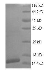 Human papillomavirus type 18 Protein E7 (E7) Recombinant Protein, N-His, aa 1–105, Yeast, Human papillomavirus type 18, Yeast, N-terminal 6xHis-tagged, 14.0 kDa, purity >≥ 90% as determined by SDS-PAGE.