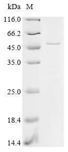 Apis mellifera Venom acid phosphatase Acph-1 Recombinant Protein, C-His, Apis mellifera (Honeybee), Baculovirus, C-terminal 6xHis-tagged, 46.7 kDa, purity >≥ 85% as determined by SDS-PAGE.
