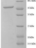 Human Charged multivesicular body protein 2a (CHMP2A) Recombinant Protein - BioCrest Sci