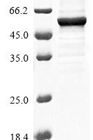 Arabidopsis thaliana Multiple inositol polyphosphate phosphatase 1 Recombinant Protein - BioCrest Sci