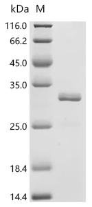 Mouse Nitric oxide synthase, endothelial (Nos3), partial Recombinant Protein, Mus musculus (Mouse), E.coli, C-terminal 6xHis-tagged, 27.9 kDa, purity >≥ 95% as determined by SDS-PAGE.