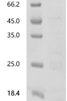 Bovine Beta-defensin 6 (DEFB6) Recombinant Protein, C-His - BioCrest Sci