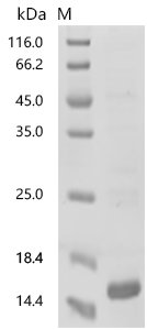 Bovine Beta-defensin 6 (DEFB6) Recombinant Protein, C-His, Bos taurus (Bovine), E.coli, C-terminal 6xHis-tagged, 11.7 kDa, purity >≥ 85% as determined by SDS-PAGE.