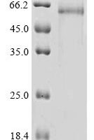 Mouse A disintegrin and metalloproteinase with thrombospondin motifs 13 (Adamts13), partial Recombinant Protein, C-hFc1 - BioCrest Sci