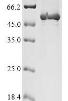 Cricetulus griseus Elongation factor 1-alpha 1 (EEF1A1) Recombinant Protein, C-His-Myc - BioCrest Sci