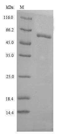 Human Lysosomal acid glucosylceramidase (GBA1) Recombinant Protein, Tag-Free, Homo sapiens (Human), E.coli, Tag-Free, 55.6 kDa, purity >≥ 85% as determined by SDS-PAGE.