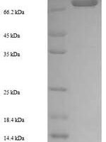 Arabidopsis thaliana Putative protease Do-like 12, mitochondrial (DEGP12) Recombinant Protein - BioCrest Sci