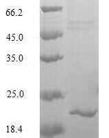 Human Transcription factor MafK (MAFK) Recombinant Protein - BioCrest Sci