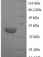 Human POU domain class 2-associating factor 1 (POU2AF1) Recombinant Protein - BioCrest Sci