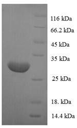 Human POU domain class 2-associating factor 1 (POU2AF1) Recombinant Protein, Homo sapiens (Human), E.coli, N-terminal 6xHis-tagged, 31.4 kDa, purity >≥ 90% as determined by SDS-PAGE.