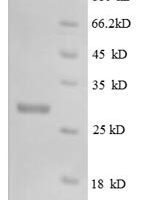 Mouse Macrophage colony-stimulating factor 1 (Csf1), partial Recombinant Protein, N-His, aa 33–262, E.coli - BioCrest Sci