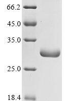 Mesocricetus auratus Clusterin (CLU) Recombinant Protein - BioCrest Sci