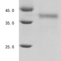 Enterobacteria phage T4 Single-stranded DNA-binding protein (32) Recombinant Protein, C-His - BioCrest Sci