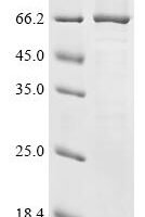 Arabidopsis thaliana Cellulose synthase A catalytic subunit 1 [UDP-forming] (CESA1) , partial Recombinant Protein - BioCrest Sci