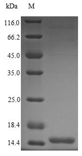 Human immunodeficiency virus type 2 subtype A Protein Vpx (vpx),Yeast Recombinant Protein, Human immunodeficiency virus type 2 subtype A (isolate ROD) (HIV-2), Yeast, N-terminal 6xHis-tagged, purity >≥85% (SDS-PAGE)