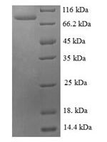 Streptomyces sp. Cholesterol oxidase (choA) Recombinant Protein - BioCrest Sci