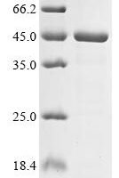 Pseudomonas aeruginosa Flavin-dependent monooxygenase (tetX3) Recombinant Protein - BioCrest Sci