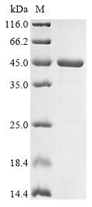 Pseudomonas aeruginosa Flavin-dependent monooxygenase (tetX3) Recombinant Protein, Pseudomonas aeruginosa, E.coli, N-terminal 6xHis-tagged, 46.3 kDa, purity >≥ 85% as determined by SDS-PAGE.