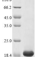Lactococcus lactis subsp. lactis Lantibiotic nisin-Z (nisZ) Recombinant Protein - BioCrest Sci