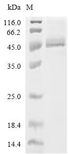 Human Protein NDRG1 (NDRG1)(S336D,T346D) Recombinant Protein, C-10His, Homo sapiens (Human), Mammalian cell, C-terminal 10xHis-tagged, 45.5 kDa, purity >≥ 95% as determined by SDS-PAGE.
