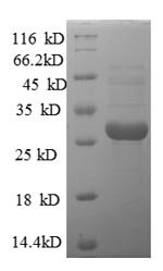 Human U7 snRNA-associated Sm-like protein LSm10 (LSM10) Recombinant Protein, Homo sapiens (Human), E.coli, N-terminal 6xHis-SUMO-tagged, 30.1 kDa, purity >≥ 90% as determined by SDS-PAGE.