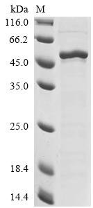 Human Forkhead box protein G1 (FOXG1) Recombinant Protein, Homo sapiens (Human), Yeast, C-terminal 6xHis-tagged, 53.4 kDa, purity >≥ 85% as determined by SDS-PAGE.
